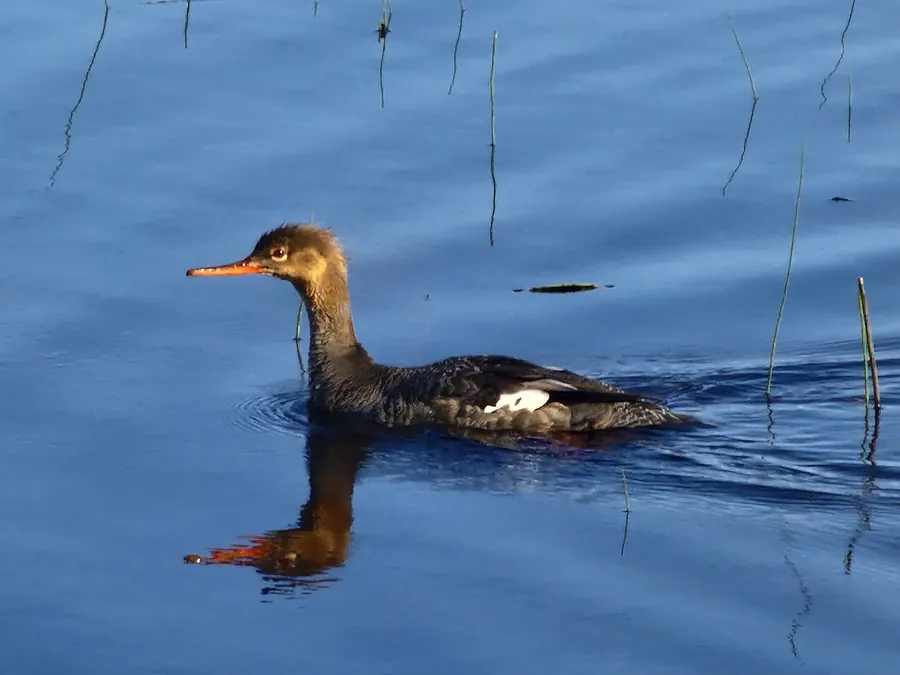 Uccello acquatico dal becco sottile sull’acqua blu