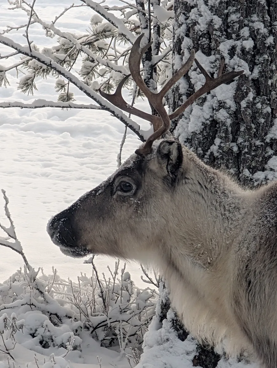 Ritratto di una renna davanti ad alberi invernali innevati