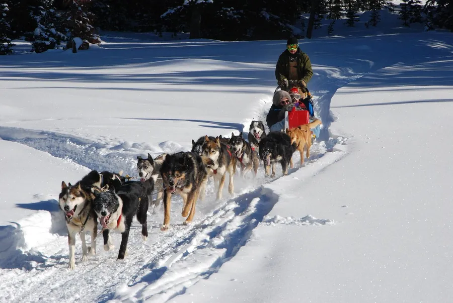 Husky che trainano una slitta lungo tracce innevate