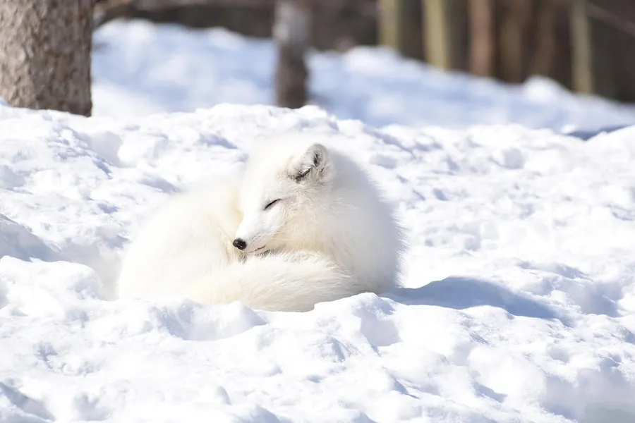 Zorro blanco descansando sobre el suelo nevado