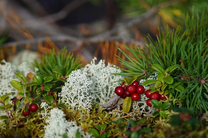 Flechten und Moose in Lappland: Naturphänomene, Artenvielfalt und Bedeutung für Rentiere
