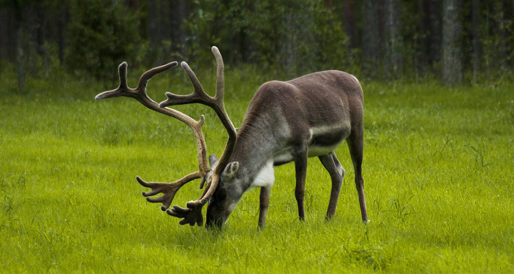 Rentiergeweihe in Lappland: Wachstum, Funktion und faszinierende Fakten
