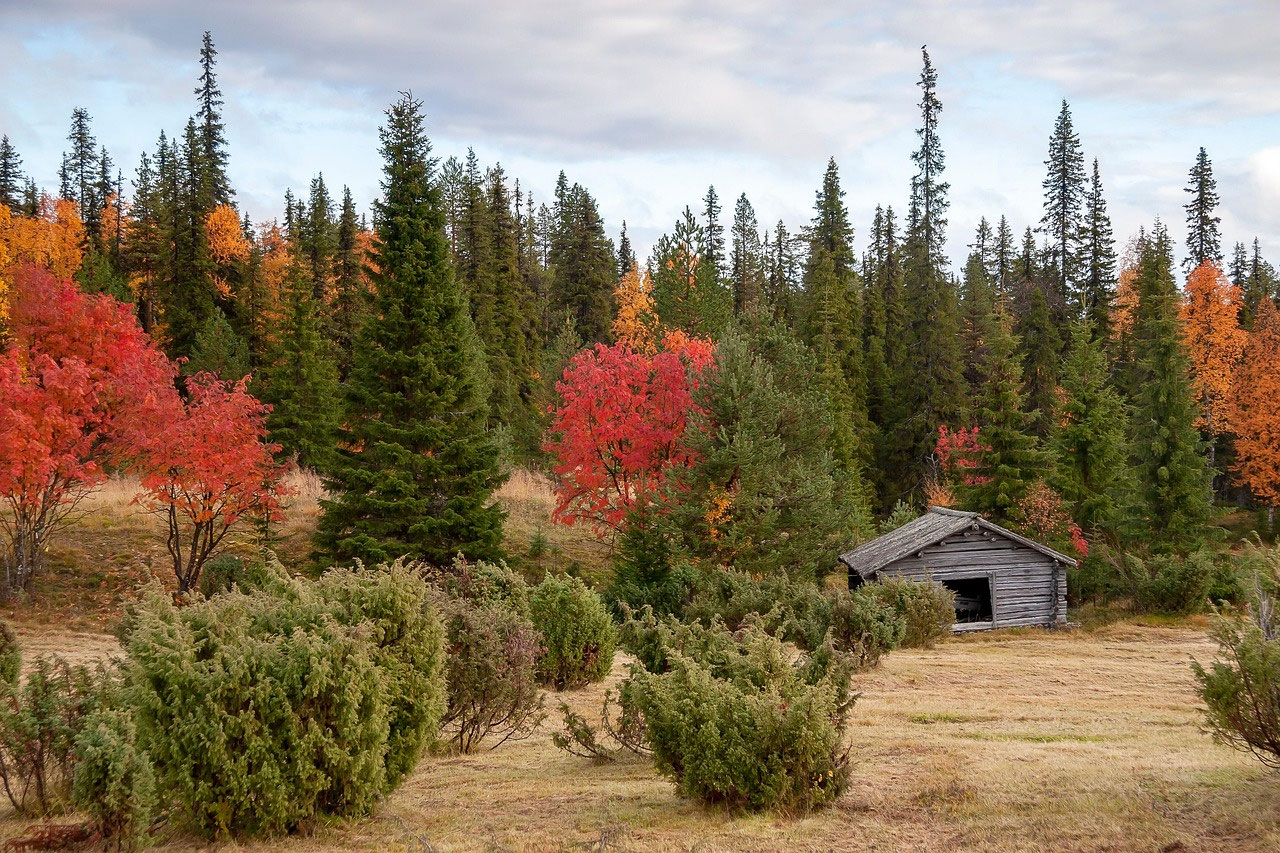Herbst in Lappland: Ruska, Nordlichter und ruhige Tage