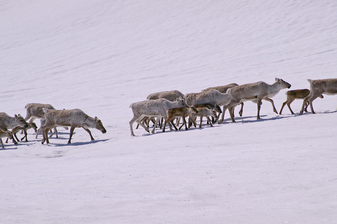 Wildtiere in Lappland: Verhalten bei Begegnungen mit Elchen, Wölfen und Bären