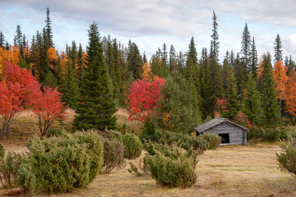 Herbst in Lappland: Ruska, Nordlichter und ruhige Tage