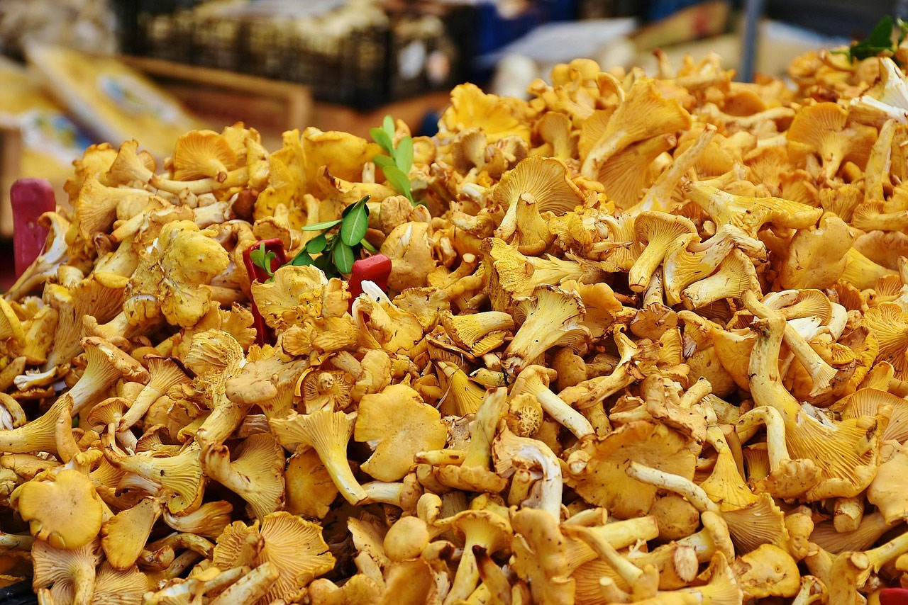 Pilze in Lappland: Pfifferlinge, Birkenpilze und einfache finnische Rezepte