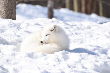 Polarfuchs im weissen Winterfell im Ranua Wildlife Park