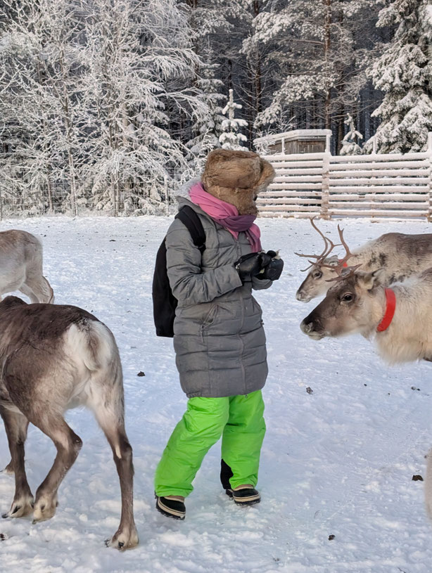 Rentiere besuchen bei Pikkuaho