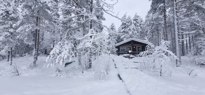 Dicht verschneite Bäume in einer Winterlandschaft