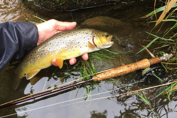 Fische in Lappland: Artenübersicht für Simojärvi, Koirajärvi und Simojoki Fluss