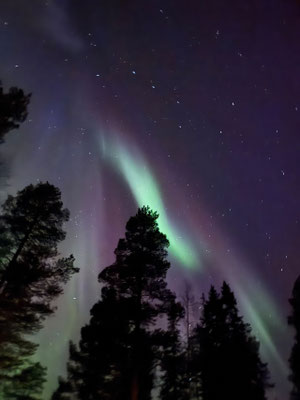 Grünes Nordlicht über dunklen Baumwipfeln am Sternenhimmel
