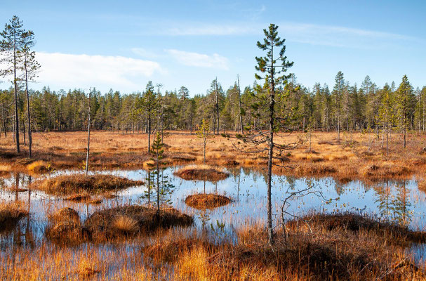 Gefahr im Moor: Unsichtbare Spalten, Torflöcher und historische Fakten über Lapplands tückischsten Lebensraum