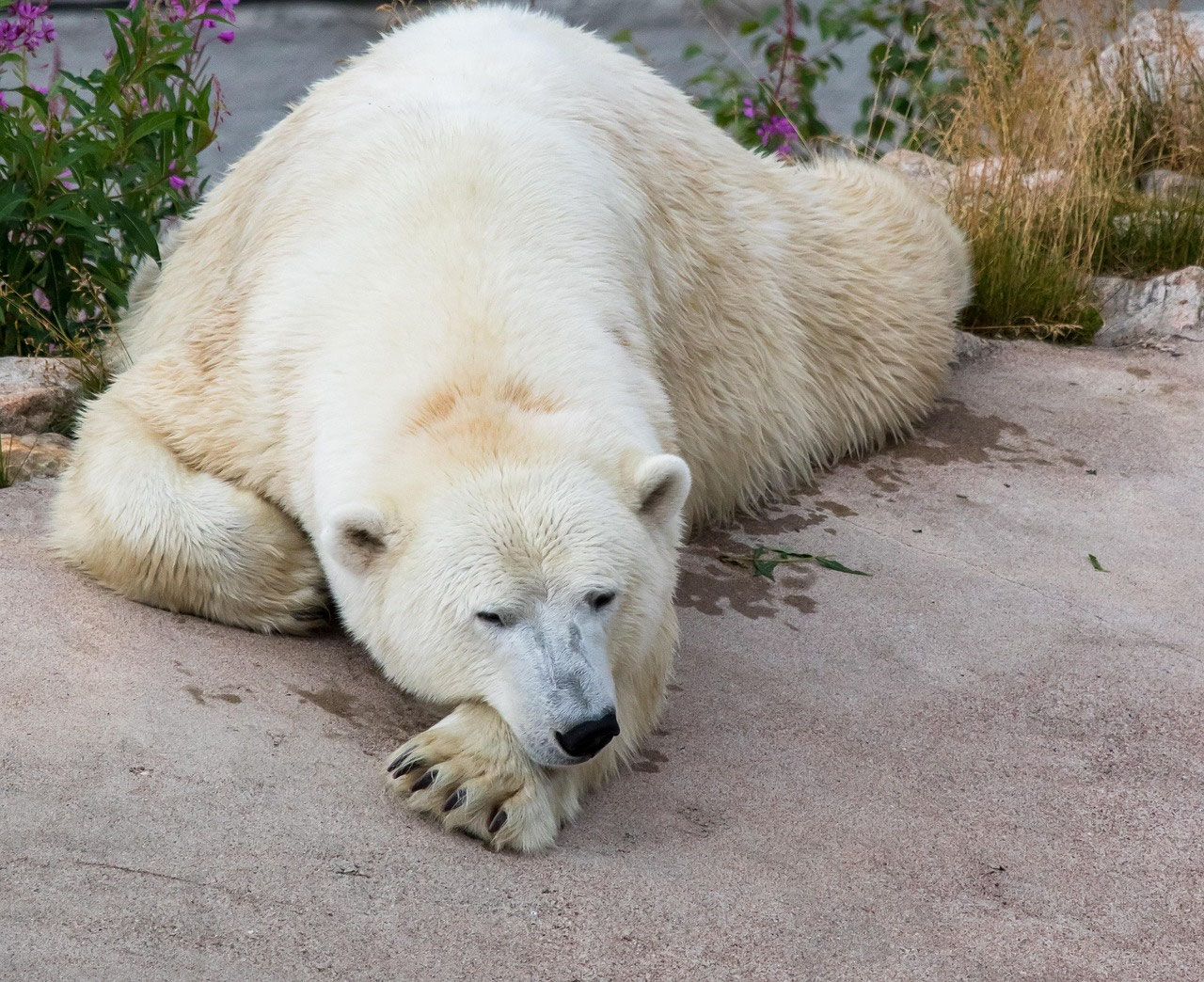 Nachhaltiger Tourismus in Ranua: Naturerlebnisse und verantwortungsvolle Reisen in Lappland