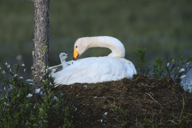 Weisser Schwan auf einem Nest am Waldrand