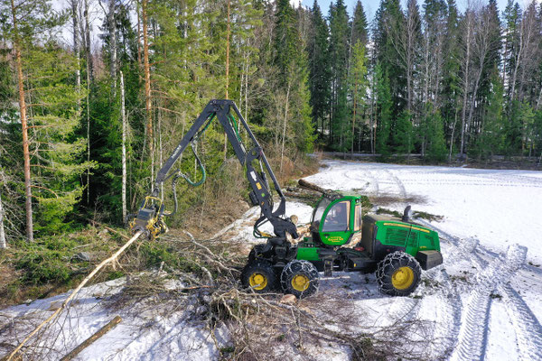 Wälder in Lappland: Fläche, Forstwirtschaft und Wildnis in Nordfinnland