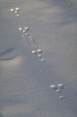 Gruppen kleiner Tierspuren ziehen sich über den Schnee