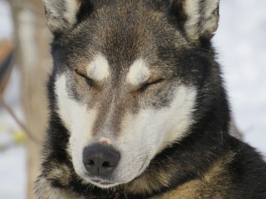 Schlittenhunde Lappland: Was du über Huskytouren, Training und Tierwohl wissen musst