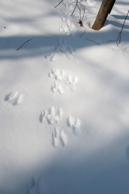 Mehrere Gruppen kleiner Abdrücke unter schneebedeckten Ästen