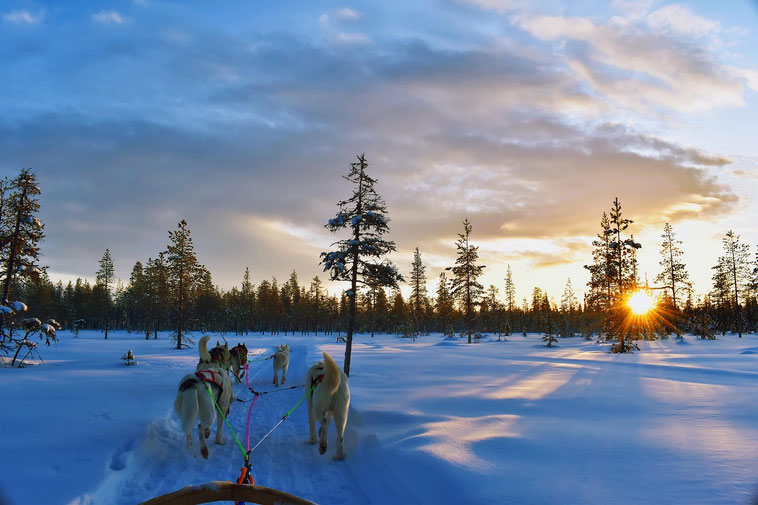 Schlittenhunde Lappland: Was du über Huskytouren, Training und Tierwohl wissen musst