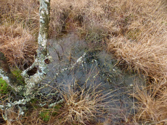 Gefahr im Moor: Unsichtbare Spalten, Torflöcher und historische Fakten über Lapplands tückischsten Lebensraum