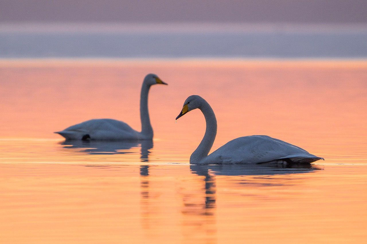 Vögel in Lappland: Artenvielfalt rund um Simojärvi, Koirajärvi und Ranua entdecken