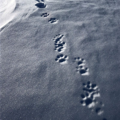 Zwei Reihen von Pfotenabdrücken im Schnee
