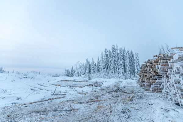 Wälder in Lappland: Fläche, Forstwirtschaft und Wildnis in Nordfinnland