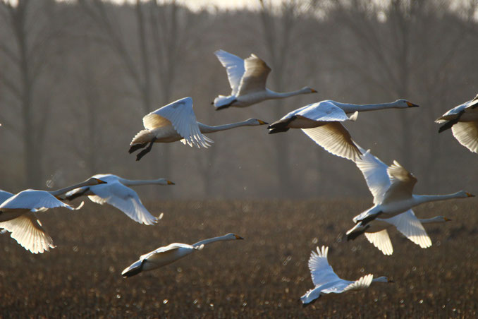 Schwäne im Flug über einer Wiese