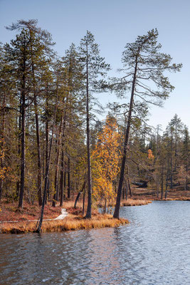 Wälder in Lappland: Fläche, Forstwirtschaft und Wildnis in Nordfinnland