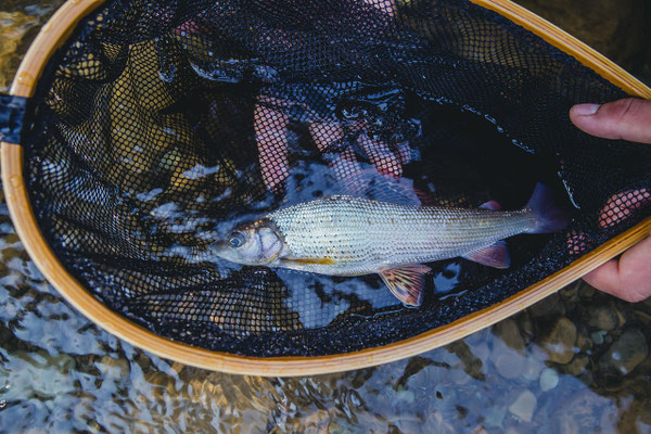 Fische in Lappland: Artenübersicht für Simojärvi, Koirajärvi und Simojoki Fluss