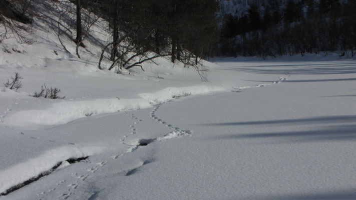 Tierspuren überqueren eine verschneite Fläche am Waldrand