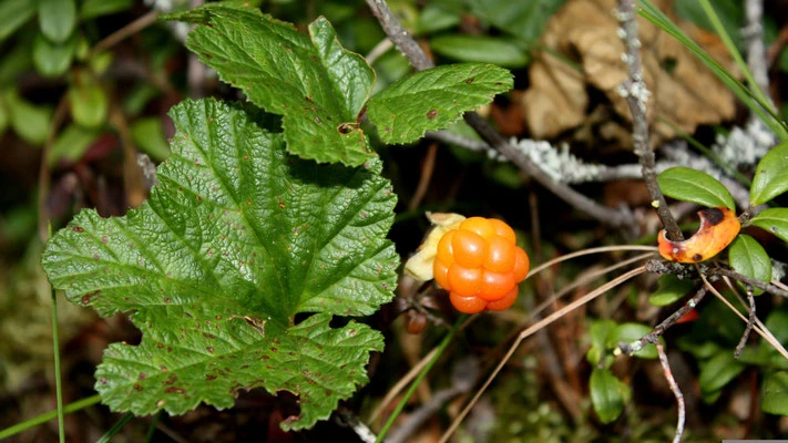 Moltebeeren Lappland: Reifezeit, Sammelgebiete und Tipps rund um Ranua & Posio