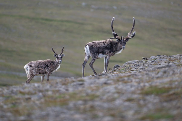 Rentiergeweihe in Lappland: Wachstum, Funktion und faszinierende Fakten
