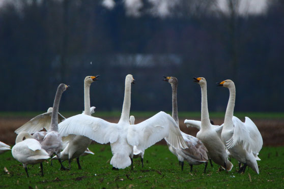 Gruppe weisser und grauer Schwäne am Ufer