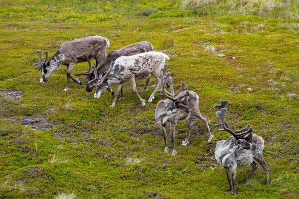 Rentiergeweihe in Lappland: Wachstum, Funktion und faszinierende Fakten
