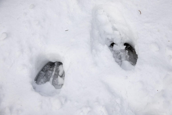 Zwei Hufabdrücke im Schnee aus der Nähe