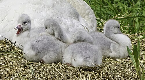Graue Schwanenküken dicht beieinander im Nest