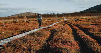 Wanderweg durch eine herbstliche Landschaft in Lappland