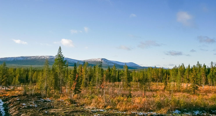 Wälder in Lappland: Fläche, Forstwirtschaft und Wildnis in Nordfinnland