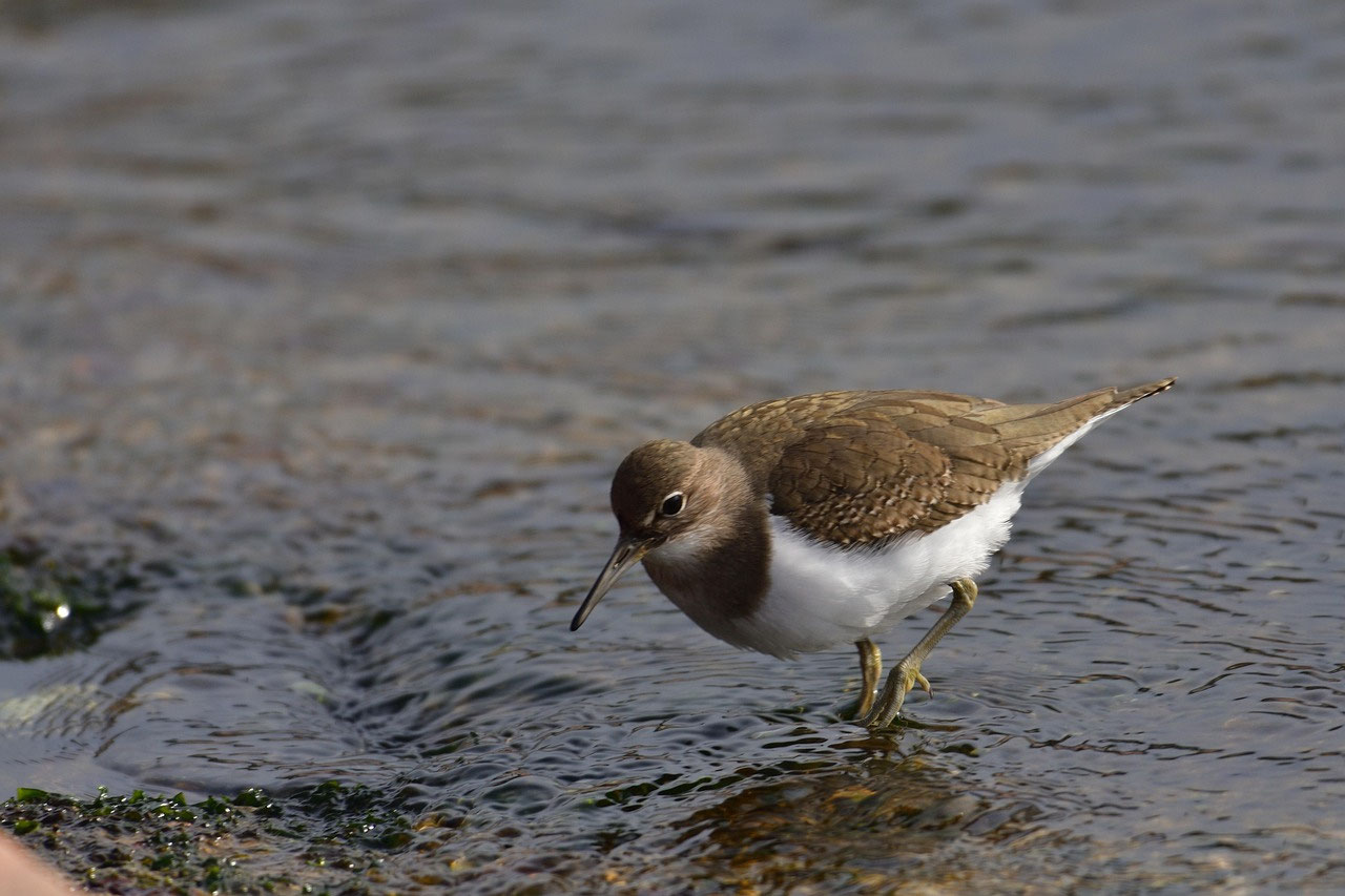 Vogelbeobachtung Lappland: Seltene Limikolen rund um Simojärvi & nordische Moore