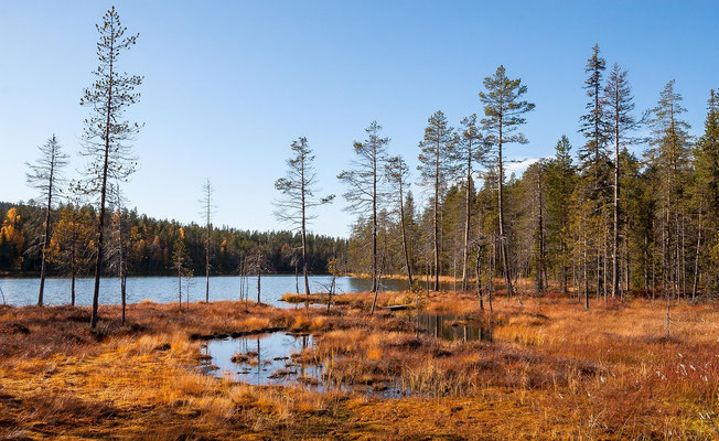 Wälder in Lappland: Fläche, Forstwirtschaft und Wildnis in Nordfinnland