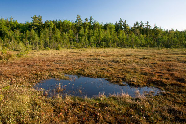 Gefahr im Moor: Unsichtbare Spalten, Torflöcher und historische Fakten über Lapplands tückischsten Lebensraum