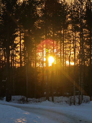 Abendsonne zwischen Bäumen über einer Schneedecke