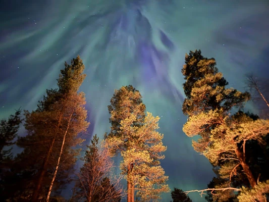 Grüne und violette Nordlichter über beleuchteten Baumkronen