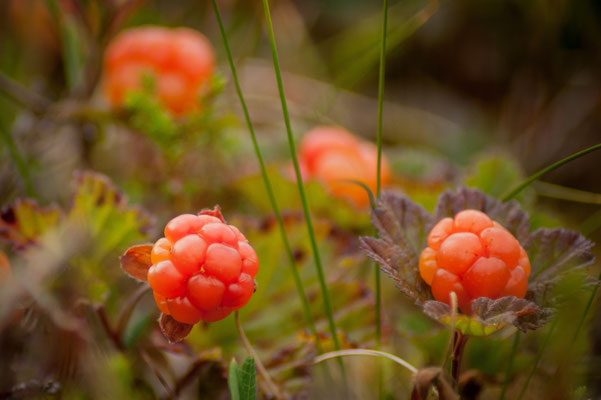 Moltebeeren Lappland: Reifezeit, Sammelgebiete und Tipps rund um Ranua & Posio