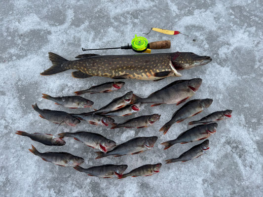 Gefangene Fische und Angelgerät auf dem Eis