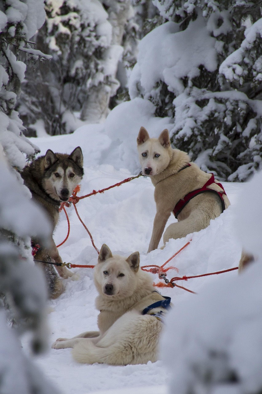 Huskytour in Lappland: Kosten, Dauer, Ablauf und Tipps für Rovaniemi & Posio