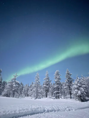 Grüner Nordlichtbogen über schneebedeckten Bäumen