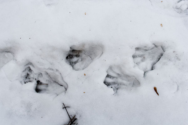 Mehrere grosse Vogelabdrücke im Schnee