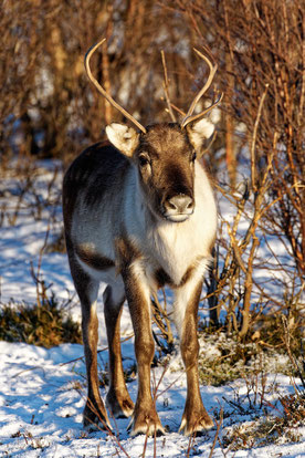 Rentiere in Lappland – Wie die Rentierzucht das Leben in Südlappland prägt
